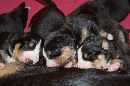 Unsere Welpen 3