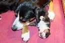 Unsere Welpen 3