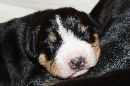 Unsere Welpen 3