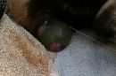 Unsere Welpen 3