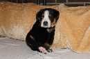 Unsere Welpen 3
