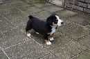 Unsere Welpen 3