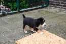 Unsere Welpen 3
