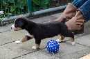 Unsere Welpen 3