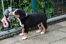 Unsere Welpen 3