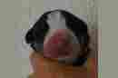 Unsere Welpen 3