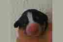 Unsere Welpen 3