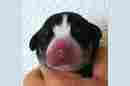 Unsere Welpen 3