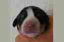 Unsere Welpen 3