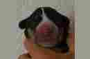 Unsere Welpen 3