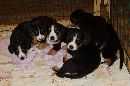 Unsere Welpen 3