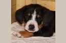 Unsere Welpen 3