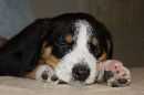 Unsere Welpen 3