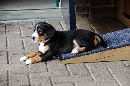 Unsere Welpen 3