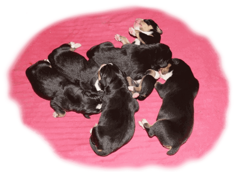 unsere welpen 3