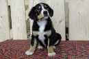 Unsere Welpen 4