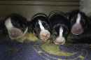Unsere Welpen 4
