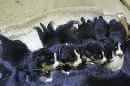 Unsere Welpen 4