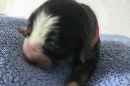 Unsere Welpen 4