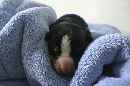 Unsere Welpen 4