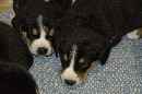 Unsere Welpen 4