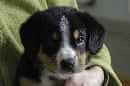 Unsere Welpen 4