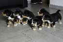 Unsere Welpen 4