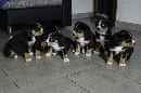 Unsere Welpen 4