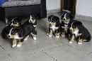 Unsere Welpen 4