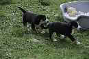 Unsere Welpen 4
