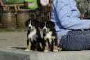 Unsere Welpen 4