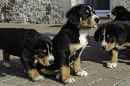 Unsere Welpen 4