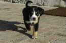 Unsere Welpen 4