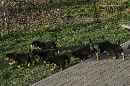 Unsere Welpen 4