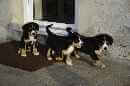 Unsere Welpen 4