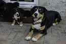 Unsere Welpen 4