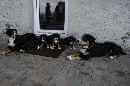 Unsere Welpen 4