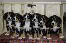 Unsere Welpen 4