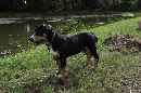 Unsere Welpen 4