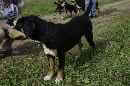 Unsere Welpen 4