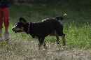 Unsere Welpen 4