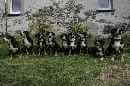 Unsere Welpen 4