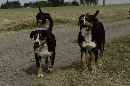 Unsere Welpen 4