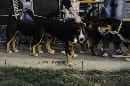 Unsere Welpen 4