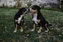 Unsere Welpen 4