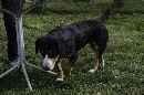 Unsere Welpen 4