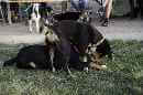 Unsere Welpen 4