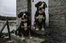 Unsere Welpen 4