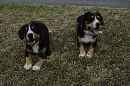Unsere Welpen 4