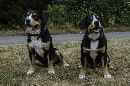 Unsere Welpen 4